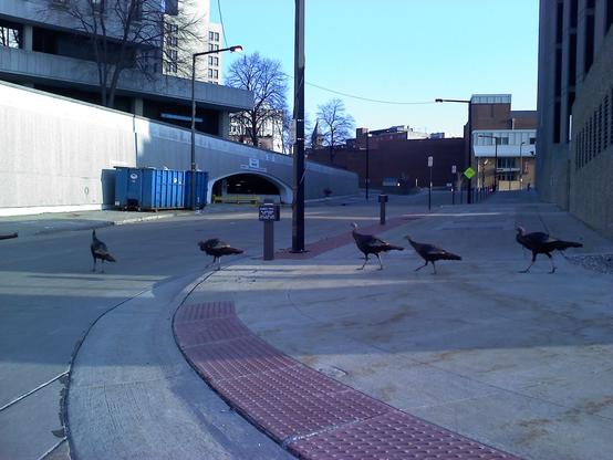 Color image of a flock of wild turkeys following their Tom Turkey leader through the streets of downtown Akron, Summit County, Ohio, USA. Image shows five turkeys walking across the street at a crosswalk between a telephone services high rise building and the rear wall of an underground parking deck.