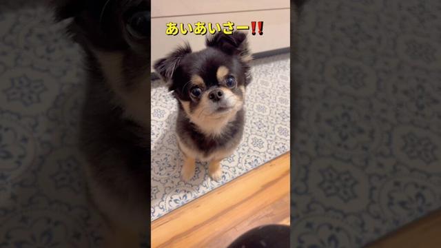 秘密の作戦会議😂#柴犬 #チワワ #shorts