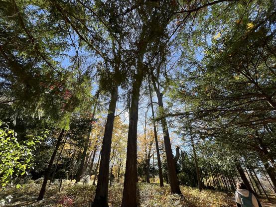 A forest with a tree blocking the sun. Photo by Robert Emond.