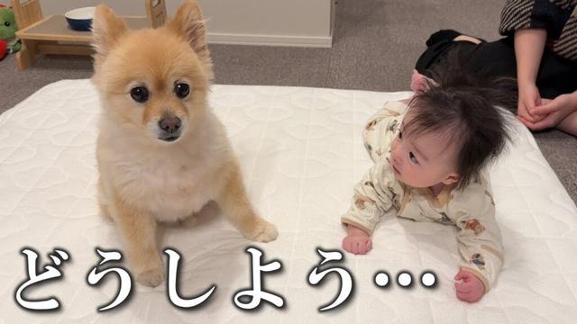 愛犬のことで悩んでいることがあります…