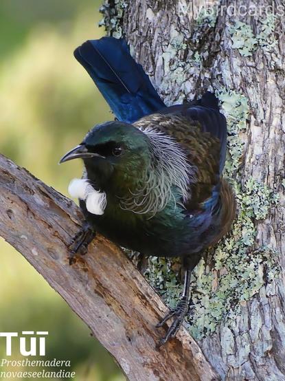 🌏 Tūī (Prosthemadera novaeseelandiae) 

The Tūī is a common medium-sized bird native to New Zealand, instantly recognizable by its striking appearance: while appearing black at a distance, its plumage possesses an iridescent blue, green, and bronze sheen in good light, complemented by two distinctive, coiled white throat tufts (poi).  Distributed widely across the main and offshore islands in both native forests and suburban gardens, the Tūī is renowned for its complex and varied vocalizations, which range from melodic notes to harsh clicks, and for its highly territorial and aggressive behavior, often seen performing dramatic, noisy display flights to chase off competitors. Two subspecies are recognised. 2.5 Flash (Edited) 

Conservation status: Least Concern (IUCN 3.1)

Fun fact: The Tūī possesses an unusually structured voice box (syrinx) with two separate sound sources. This allows it to make a wide variety of complex sounds, and sometimes even produce two different notes simultaneously.

📷: Photo by Manubird via Pixabay 
https://pixabay.com/photos/tui-new-zealand-6993918/

FYAK