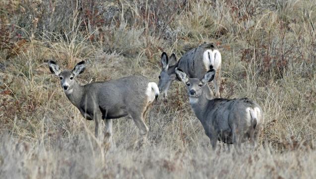 #Deer 

Three Mule deer does one grazing two watching me