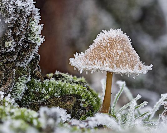 Mushroom covered with frost.
