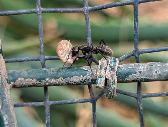 A close-up photograph of a black ant moving on a weathered metal fence. The ant is gripping a pale woodlouse in its mandibles, showcasing its strength and predatory behaviour. The metal fence, showing signs of rust and wear, provides a textured background, while the scene is set against a softly blurred outdoor environment. The image captures a moment of natural interaction between the ant and the isopod.