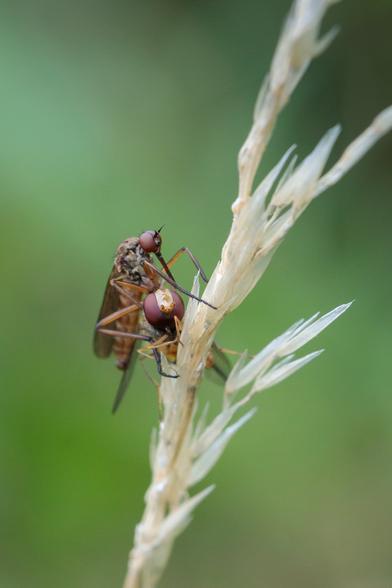 On a pale grass seedhead, a slender, muscular-bodied fly with a small head and bulbous red-brown eyes holds clasped in its legs the body of a larger fly - perhaps a hoverfly? - a long, sharp proboscis poised over the other fly's lifeless body.