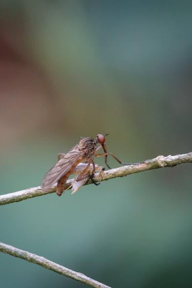Another robber fly on a narrow twig, poised over a much smaller insect with ragged pale wings and small, beady black eyes.