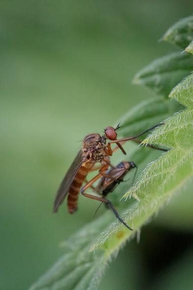 Another robber fly, on a slightly furled nettle leaf with serrated edges - over a black and brown bug.