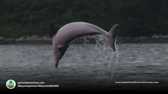 Tucuxi Sotalia fluviatilis by Instituto Boto Cinza (2)