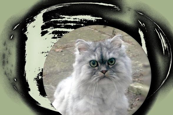 Ein rundes Foto von einer weißen Katze mit grauen Flecken an Stirn und Augen. Die Augen sind olivgrün.
Noch ein Kreis um das Foto in den Farben der Katze

A round photo of a white cat with grey patches on its forehead and eyes. The eyes are olive green.
Another circle around the photo in the colours of the cat.