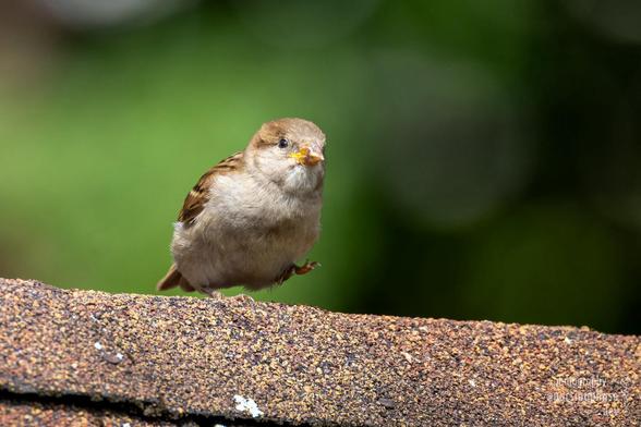 A fluffy young sparrow runs across a red asphalt roof towards the camera, one foot raised.