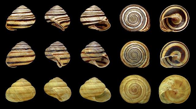 Viennese Banded Snail (Cepaea vindobonensis).