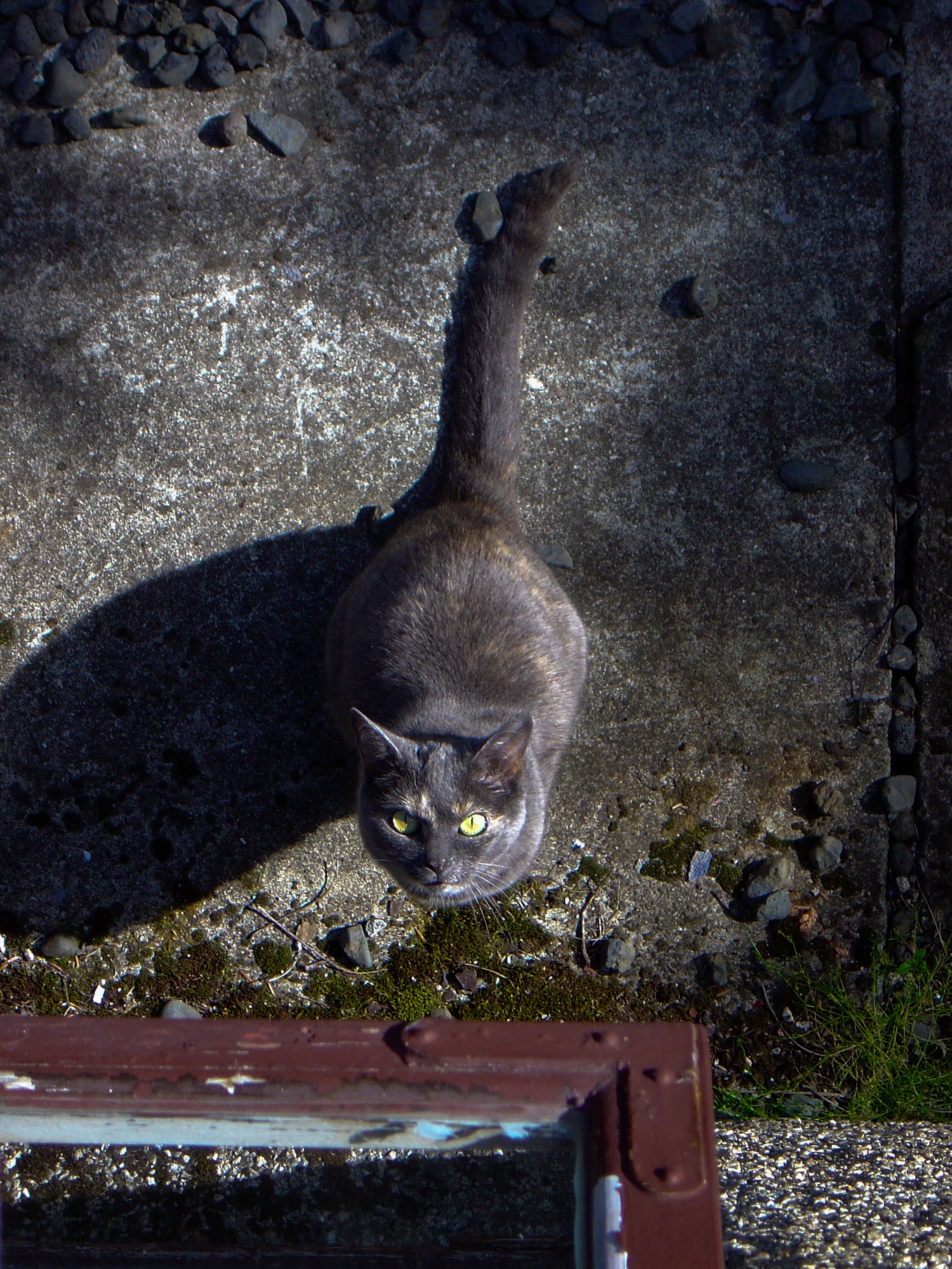 Grey and tan tortie cat with yellow eyes sitting and looking up.