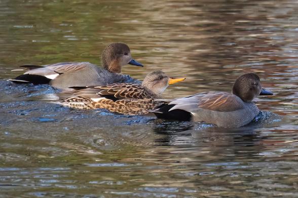 Schnatterente schwimmt mit je einem Schnatterenten-Erpel rechts und links über den Teich.