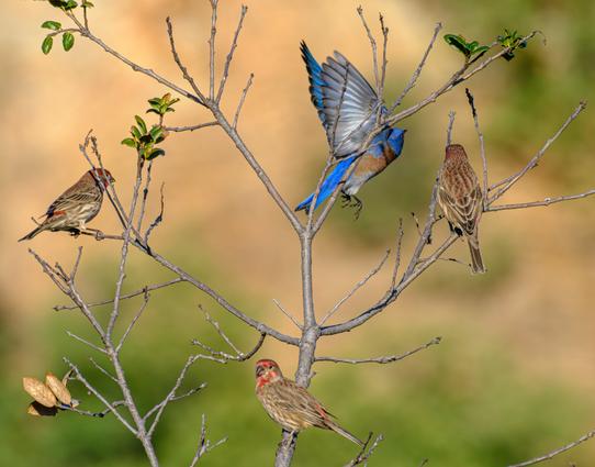 A Western Bluebird with three House Finches on a bare tree, with just a few leaves.