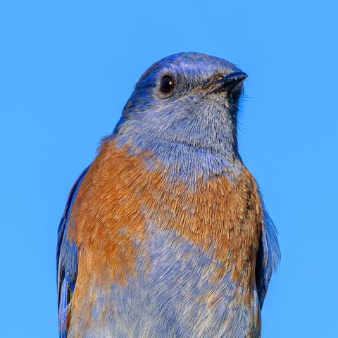Close up on a Western Bluebird showing the orange/red chest between the blue head and lower parts.