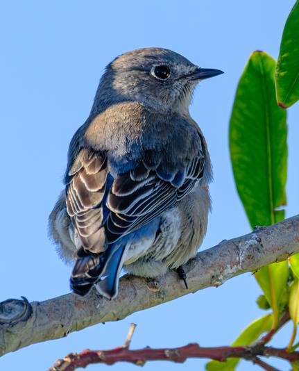 A Western Bluebird from the back, looking over its right shoulder.