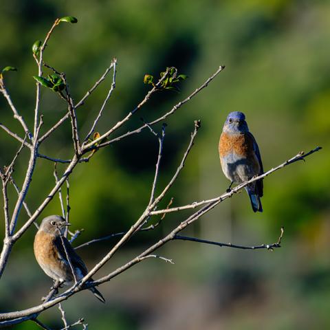Two Western Bluebirds, male mid-right and demale lower left, on a bare tree - out of focus background.