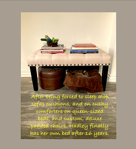 My sixteen-year-old cat, Hadley, who never wanted to sleep in a cat bed (which I spent hundreds of dollars trying to find the right one) and preferred the sofa, the beds, and the comfy chairs in the home, has finally decided she likes a cat bed---after sixteen years.