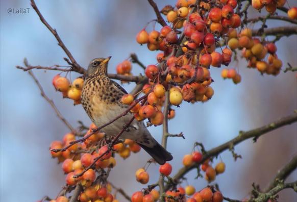 Eine Wacholderdrossel sitzt schräg über dem Betrachter auf dem Zweig eines Kirsch-Apfelbaums inmitten gelb-roter Früchte. Die beige-schwarz-gemusterte Brust des Vogels ist sehr gut zu erkennen. Der Hintergrund ist blaugrau.