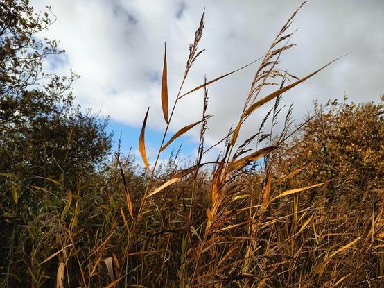 Am Rand einer Salzwiese an der Nordsee, die im Sommer noch grün leuchtete, wachsen nun verschiedene Gräser und Büsche in Brauntönen. Vorne in der Mitte ragen zwei leuchtend gold orangefarbene Gräser in Richtung des weiß bewölkten  Himmels.

At the edge of a salt marsh on the North Sea, which was still bright green in summer, various grasses and bushes now grow in shades of brown. In the foreground, two bright golden orange grasses tower towards the white cloudy sky.