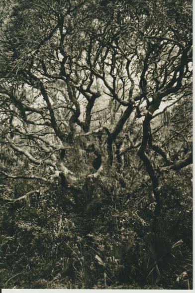 Sepia, 35mm. The twisted black limbs of marsh trees rise to the sky, swathed in rags of Spanish moss, their roots lost in saw palmetto and bracken.