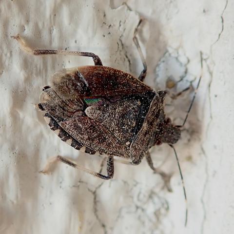 eine baumwanze mit der für solche wanzen typischen flachen wappenschildform sitzt an einer weißen wand. sie ist fein graubraun gesprenkelt und ein wenig derangiert. die flügel-halbdecken sind etwas gegen den darunter liegenden leib verschoben und der auffällig schwarz-weiß gestreifte saum schaut nur auf einer seite unter ihnen hervor. außerdem sieht die im bild unten liegende hältfe heller und staubiger aus als die obere.