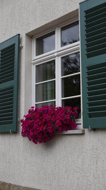 Graue Wand, grüne Fensterläden, lila Bepflanzung