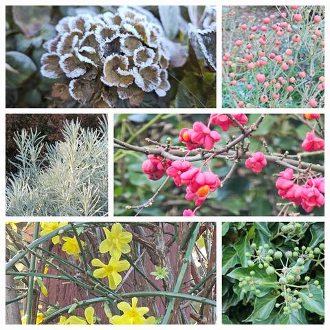 Top left: a hoar frost covered brown flowerhead of a Hydrangea.
Top right: rosehips of the Moschata rose 'Alden Biesen'.
Middle left: silvery sprigs of Helichrysum italicum.
Middle right: bright pink berries of Euonimus europaeus. 
Bottom left: Jasminum nudiflorum, it's bright yellow flowers appear throughout the winter month.
Bottom right: not yet ripe green berries of Hedera helix arborescens.