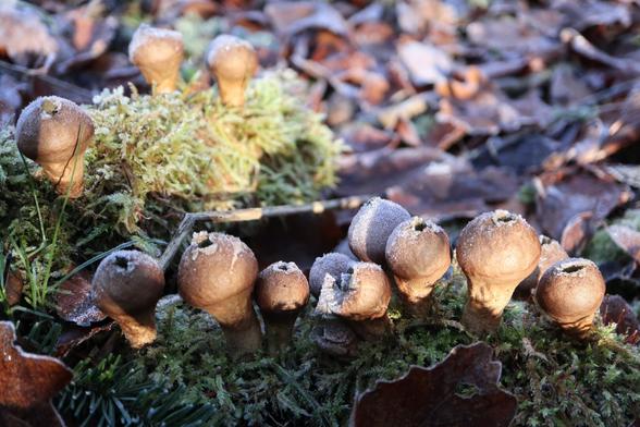 The photograph shows a group of small, rounded fungi, resembling tiny balloons or bottles, growing close together on a bed of green moss. Most of the fungi have a circular opening at the top. They are covered by a thin layer of frost, giving them a whitish, shiny appearance.
The ground around them is covered with dry brown leaves and also shows traces of ice. Sunlight falls from one side, softly illuminating the fungi and highlighting the ice crystals. The overall atmosphere conveys cold and tranquility, like a frosty morning in the forest.