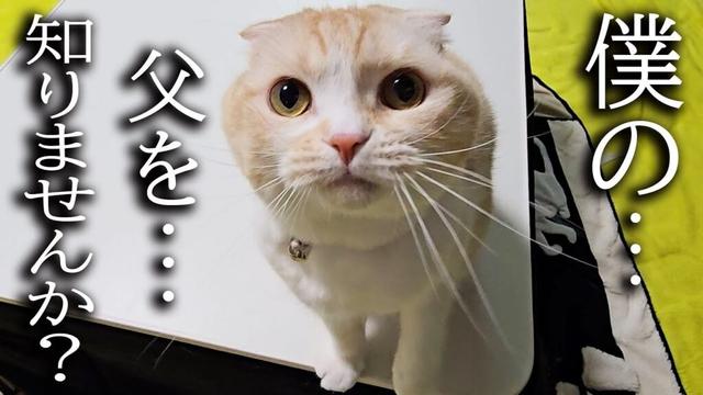 犬に噛まれたハスキー犬が家出したと思い必死に探し回る猫達...