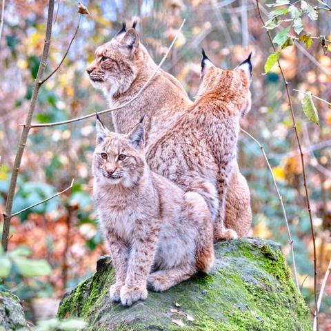 Three lynxes (big cats) on a mossy green rock; two adults and one child. The young Lynx is in the foreground, looking at the camera. The adults are looking elsewhere.