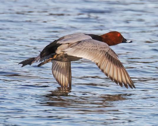 Tafelente fliegt dicht über dem Wasser.