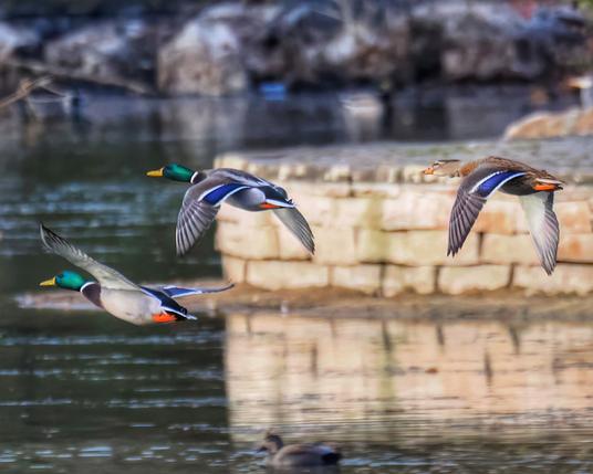 Drei Stockentenerpel im Flug über einem Teich.
