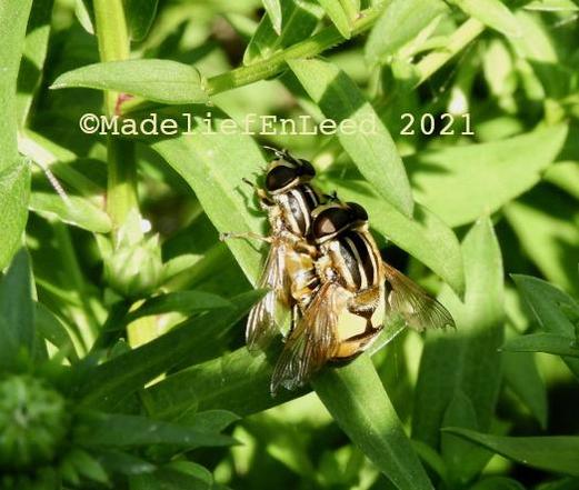 Twee parende zweefvliegen van schuinboven op de foto gezet. De vliegen hebben zwart/geel bovenlijk en een geel/zwart onderlijf.
