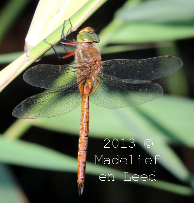 Een bruinrode libel met groene ogen die verticaal aan een groen takje hangt. De foto is van schuinachter genomen.