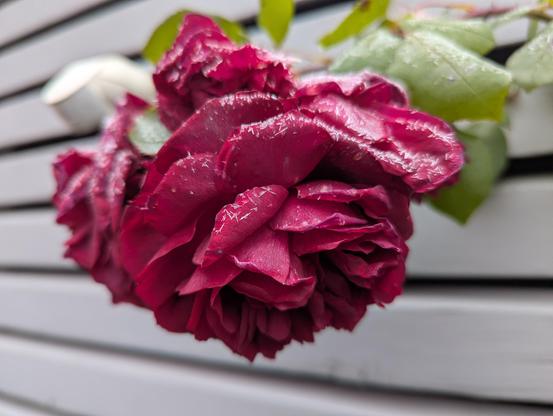 Vereiste dicke rote Rosenblüte. vor einer Holzwand
