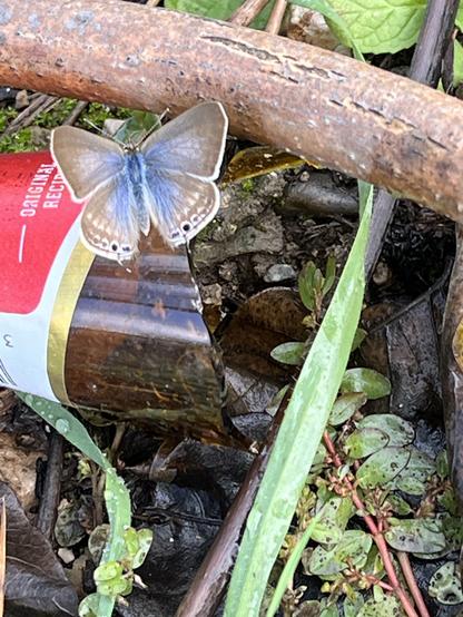 A medium - small sized butterfly is poised on a broken brown beer bottle. Its wings are fully open, showing its powder blue color on its body and shading into its wings, but quickly going to brown with white edges and a few dark spots on the lower wings. Assorted weeds grow around, damp with recent rains.