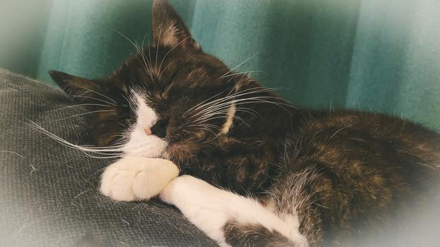 Harmaa valkotassuinen kissa nukkuu mustan sohvan karvaisella selkänojalla. Taustalla vihreä verho.