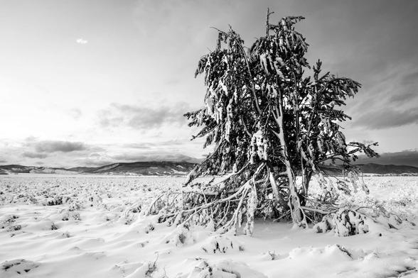 A tree covered in snow, on a snow-covered field, with Blacktail Butte in the distance.