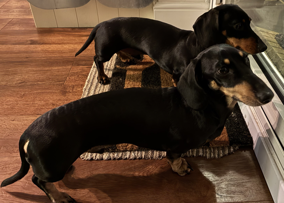 Miniature Dachshunds Max and Milo by the back door