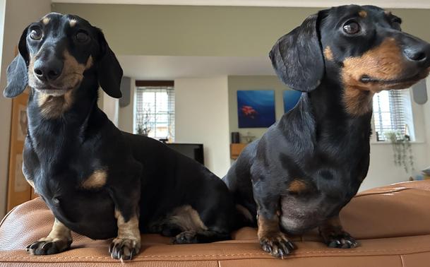 Miniature Dachshunds Max and Milo on the back of the sofa