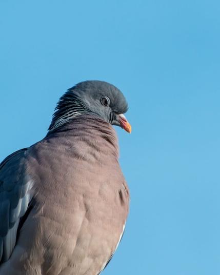 Eine Ringeltaube im Nahportrait. Man meint erkennen zu können, dass das Tier schlecht gelaunt zur Seite schaut.