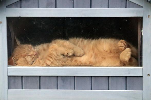 Photo of an orange tabby cat asleep in a shelter house, visible through a clear window. The cat is laying on its side with all of its paws toward the window, pulled up against it.