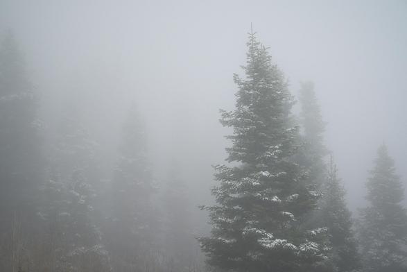 Snow-dusted evergreens fade into thick fog, the nearest tree crisp against a pale gray haze that softens the forest into silhouettes.