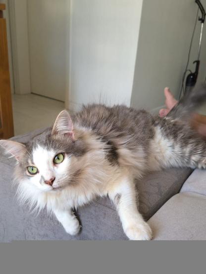 Fluffy grey and white cat on a flat ottoman in a living room looks at the camera