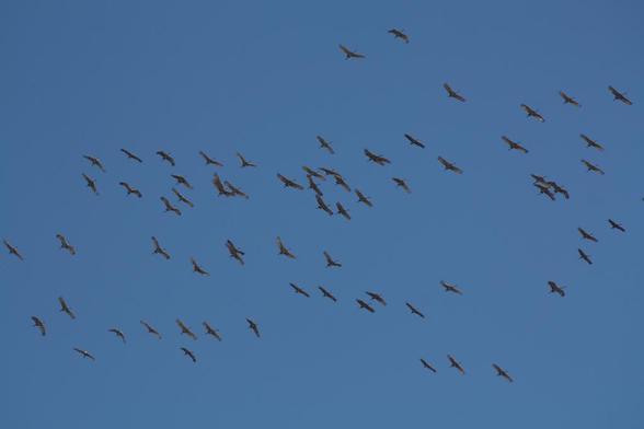 A flock of sandhill cranes flying past, viewed from underneath