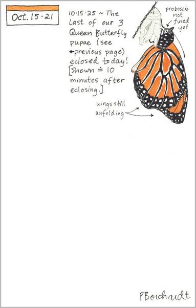 My 2025 Perpetual Journal watercolor and pen art of a Queen Butterfly eclosing (emerging) from its chrysalis, in Tucson, AZ.
