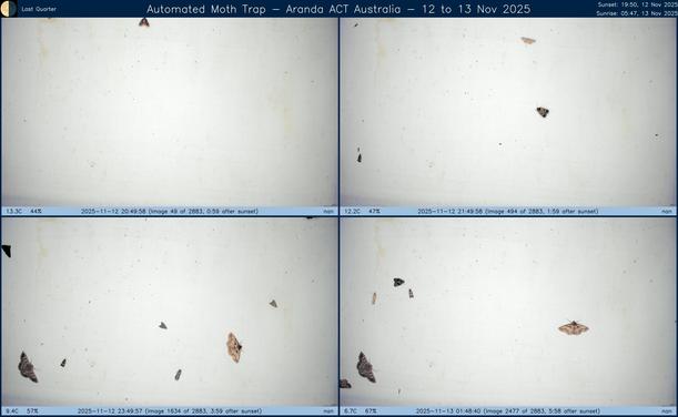Collage showing insects attracted to light and automatically imaged 1 hour, 2 hours, 4 hours and 6 hours after sunset in Aranda, ACT, Australia on the night of 12 to 13 Nov 2025. The image includes four smaller images collected around the listed times. Each image shows a section of sheet with a variable number of insects attracted to UV and visible light. Number and variety depends on time of year and conditions during the given night. The image is also labeled with basic details of the associated weather and moon phase. For more explanation of the Automated Moth Trap project visit https://amt.hobern.net/ and https://www.flickr.com/photos/dhobern/albums/72177720322426621.
