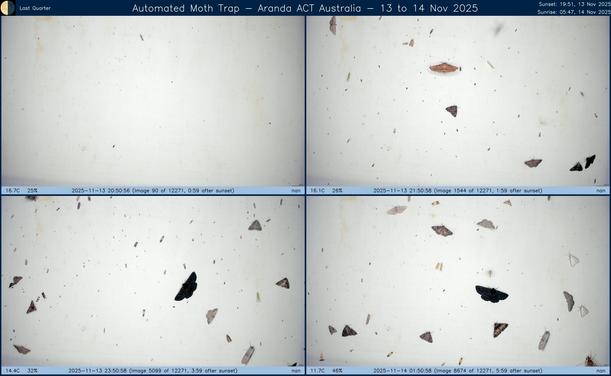 Collage showing insects attracted to light and automatically imaged 1 hour, 2 hours, 4 hours and 6 hours after sunset in Aranda, ACT, Australia on the night of 13 to 14 Nov 2025. The image includes four smaller images collected around the listed times. Each image shows a section of sheet with a variable number of insects attracted to UV and visible light. Number and variety depends on time of year and conditions during the given night. The image is also labeled with basic details of the associated weather and moon phase. For more explanation of the Automated Moth Trap project visit https://amt.hobern.net/ and https://www.flickr.com/photos/dhobern/albums/72177720322426621.