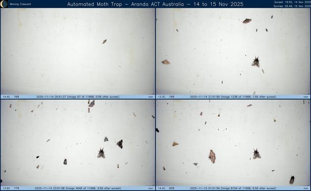 Collage showing insects attracted to light and automatically imaged 1 hour, 2 hours, 4 hours and 6 hours after sunset in Aranda, ACT, Australia on the night of 14 to 15 Nov 2025. The image includes four smaller images collected around the listed times. Each image shows a section of sheet with a variable number of insects attracted to UV and visible light. Number and variety depends on time of year and conditions during the given night. The image is also labeled with basic details of the associated weather and moon phase. For more explanation of the Automated Moth Trap project visit https://amt.hobern.net/ and https://www.flickr.com/photos/dhobern/albums/72177720322426621.